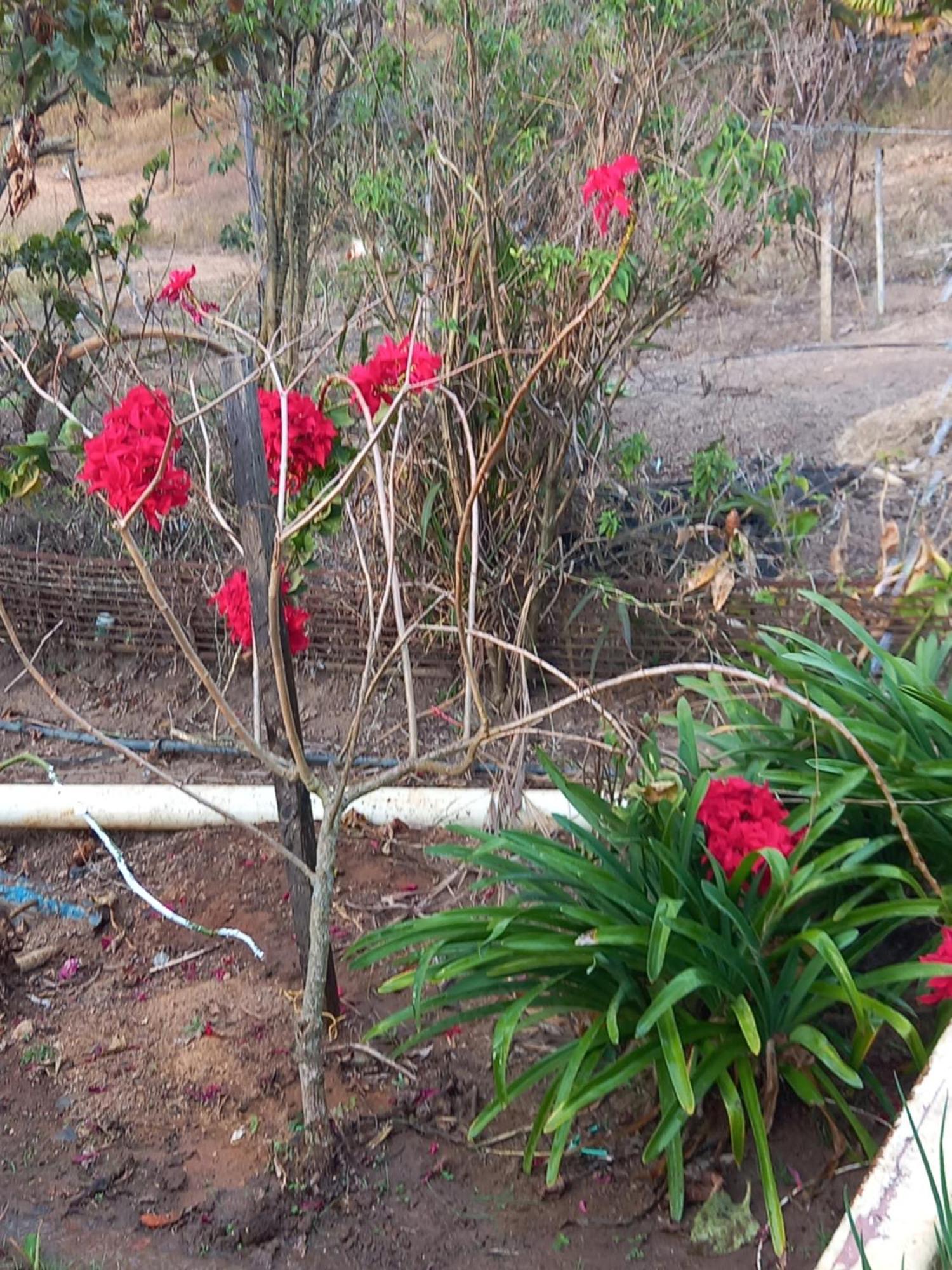 Pousada Recanto Alegre Campestre المظهر الخارجي الصورة